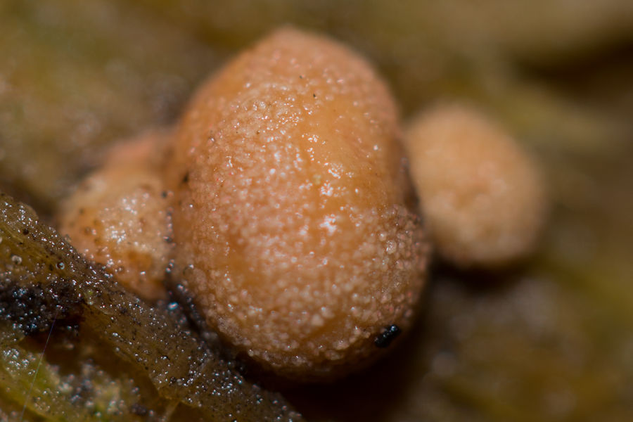 Pustelpilz