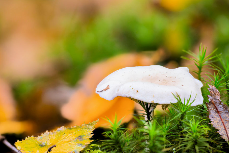 Weisser Pilz
