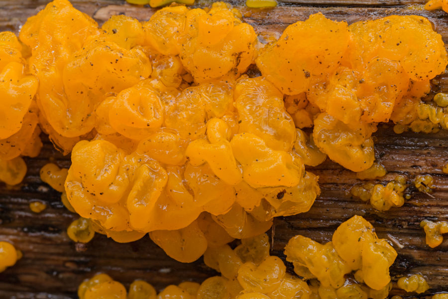 kleine Baumpilzchen Goldgelbe Zitterling stacking aus 8 Einzelfotos