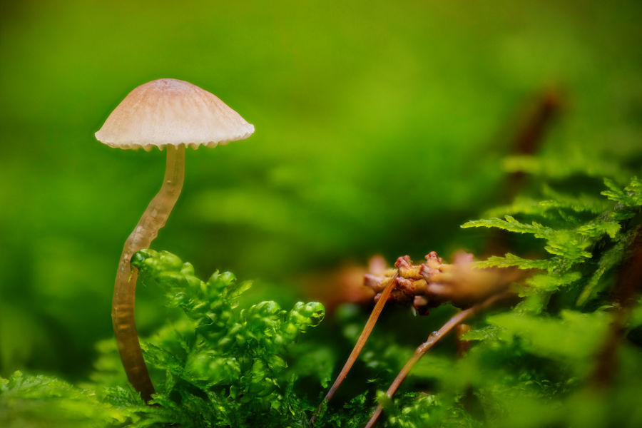 kleiner Pilz