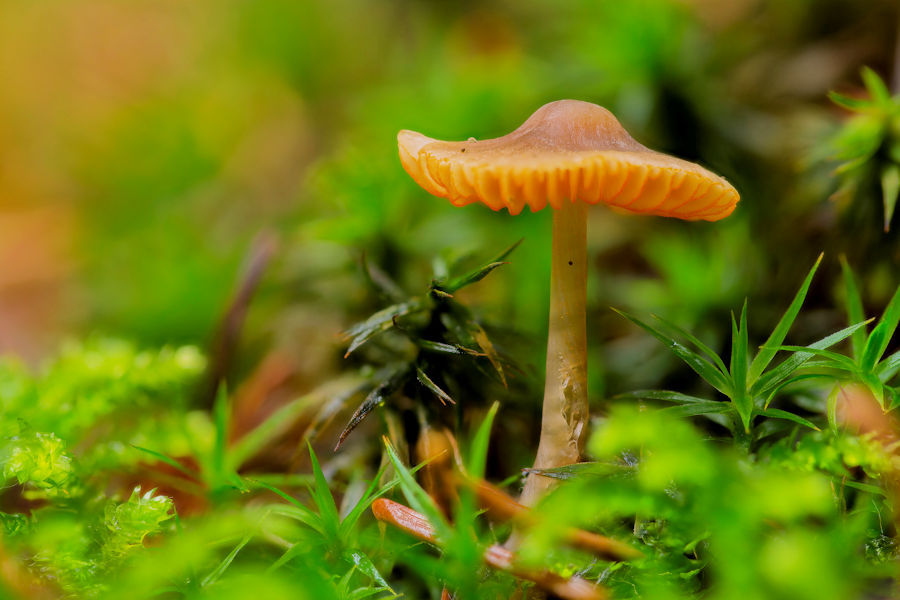 kleiner Pilz