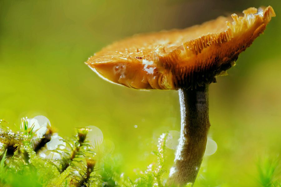 kleiner Pilz im Moos