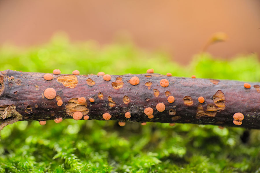 mini Baumpilzchen orangerote Pustelpilz stacking aus 5 Einzelfotos
