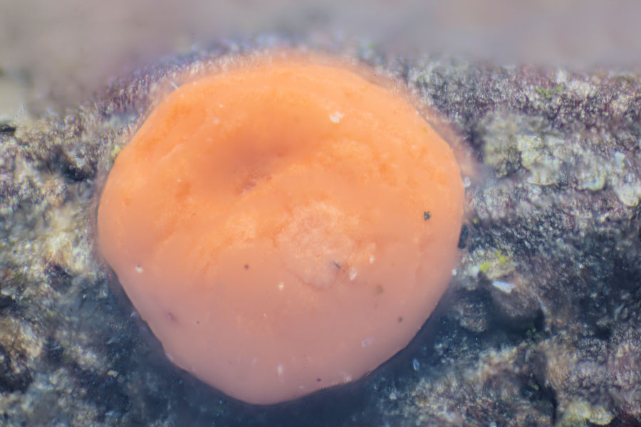 orangerote Pustelpilz stacking aus 11 Einzelfotos