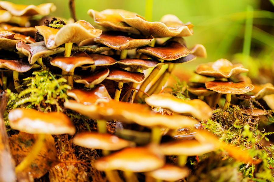 viele Pilze an einem Baumstumpf