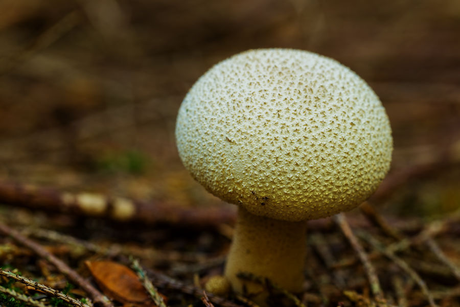 Bovist
