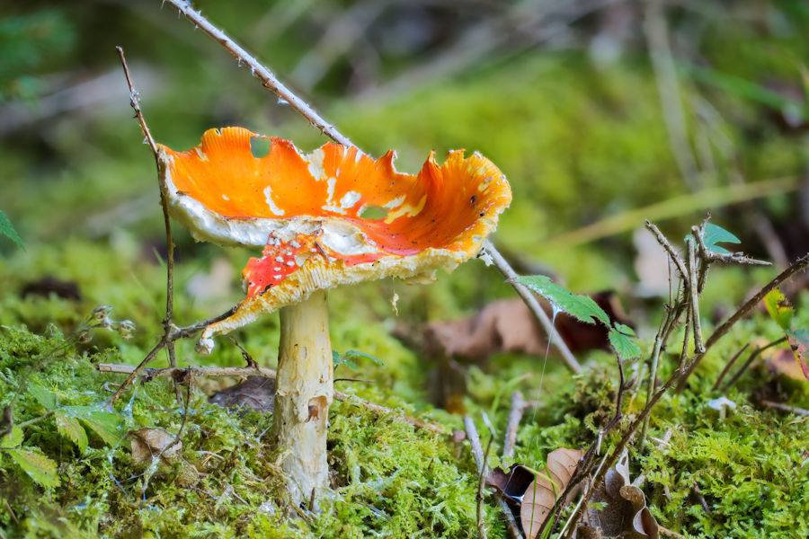 Fliegenpilz