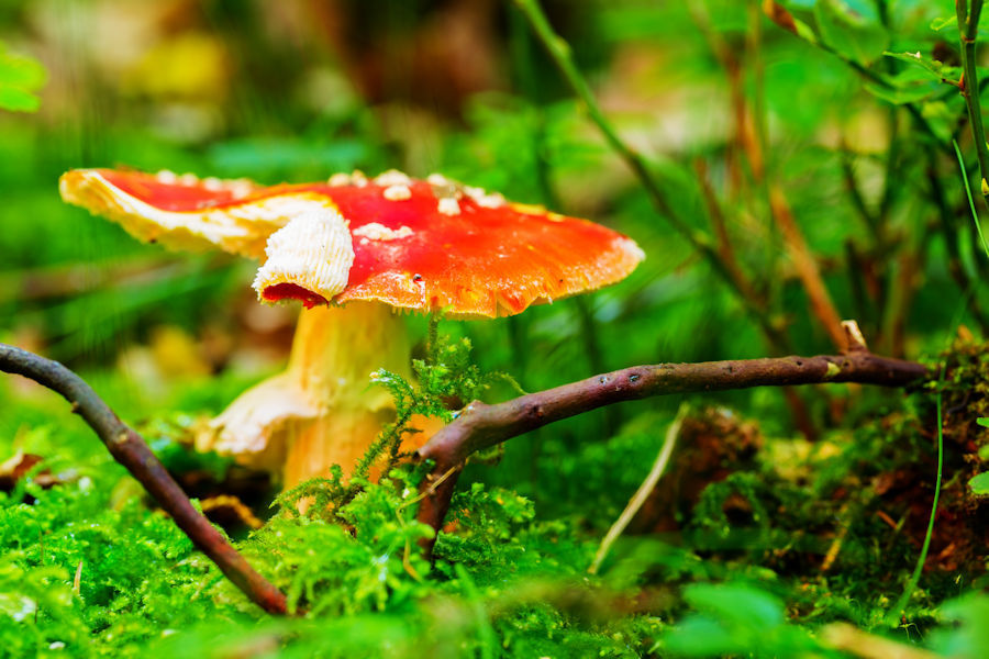 Fliegenpilz