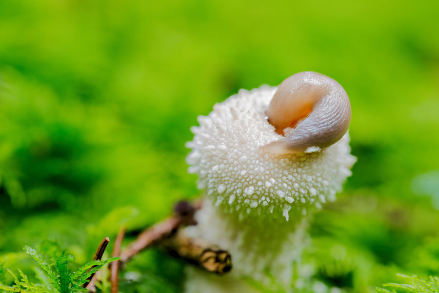 Igelbovist mit einer Schnecke
