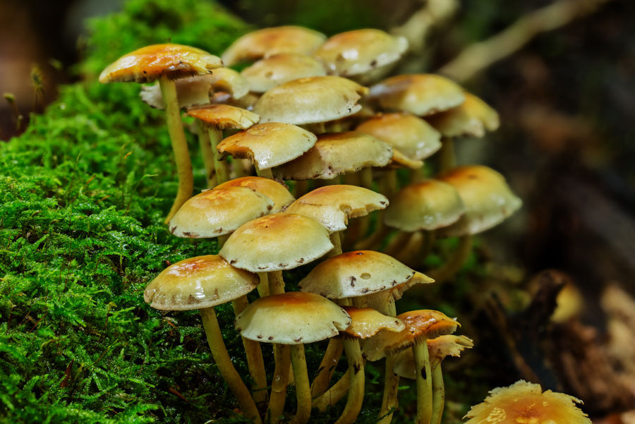 Kleine Pilze