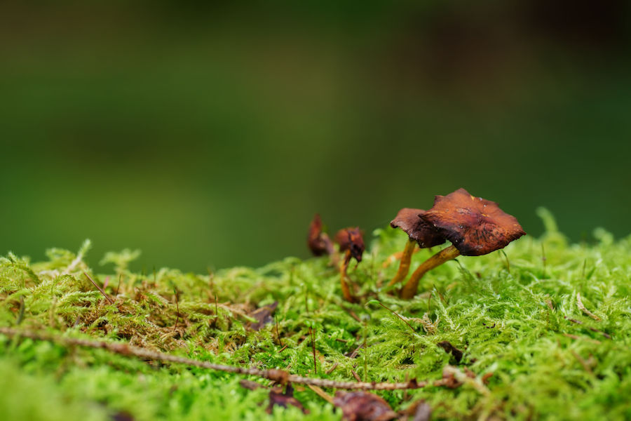 Kleine Pilze im Moos
