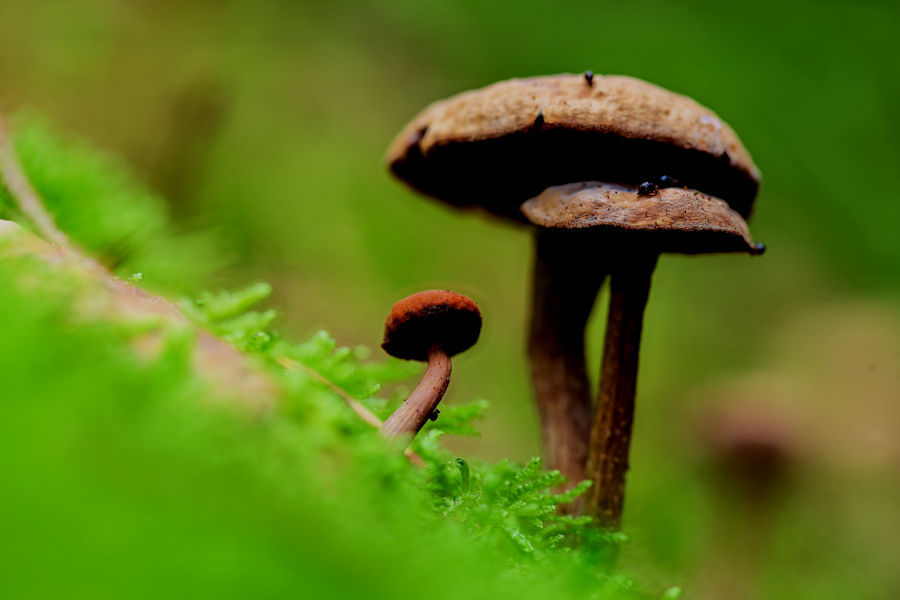 Kleine Pilze im Moos mit Kugelspringern