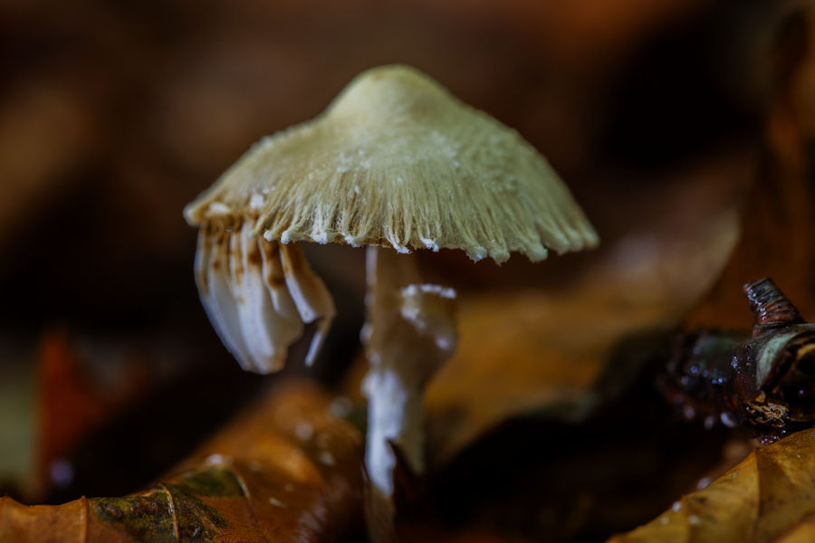 Kleiner Pilz