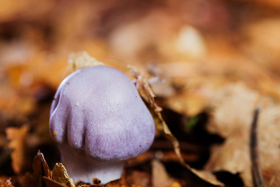 Kleiner Pilz
