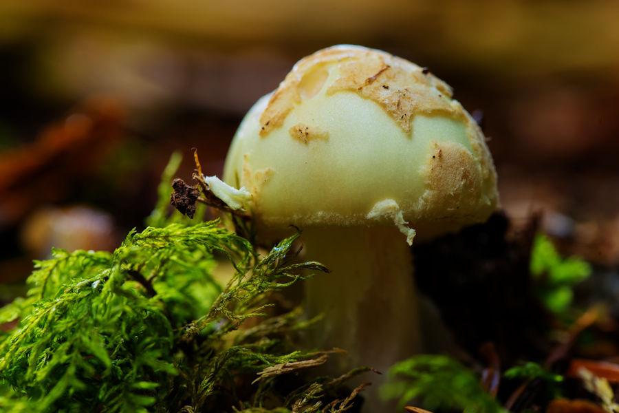 Kleiner Pilz