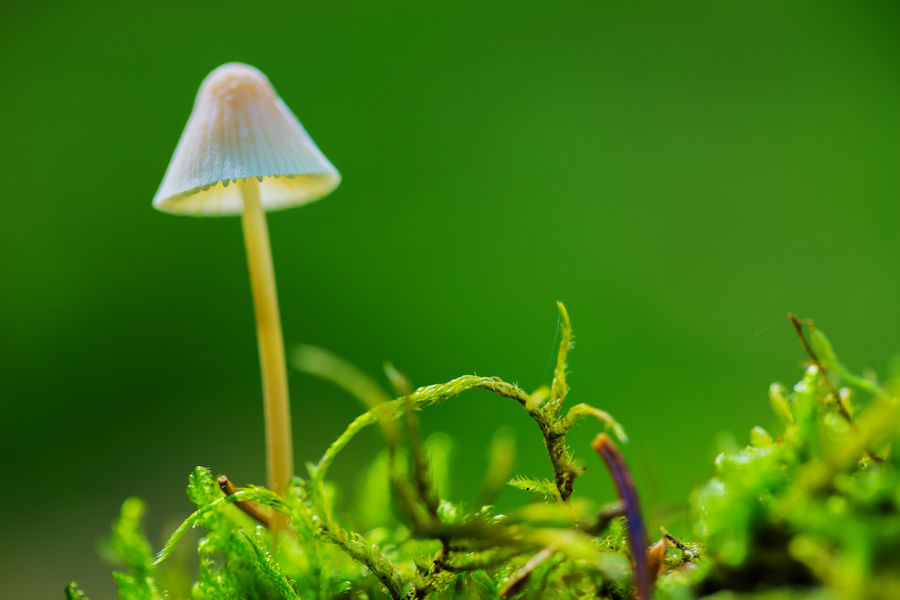 Kleiner Pilz