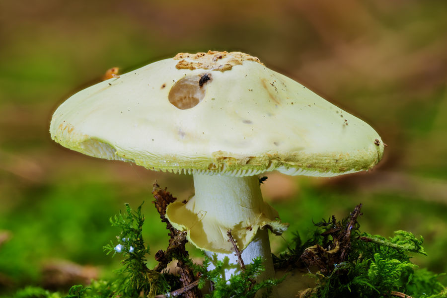 Knollenblätterpilz