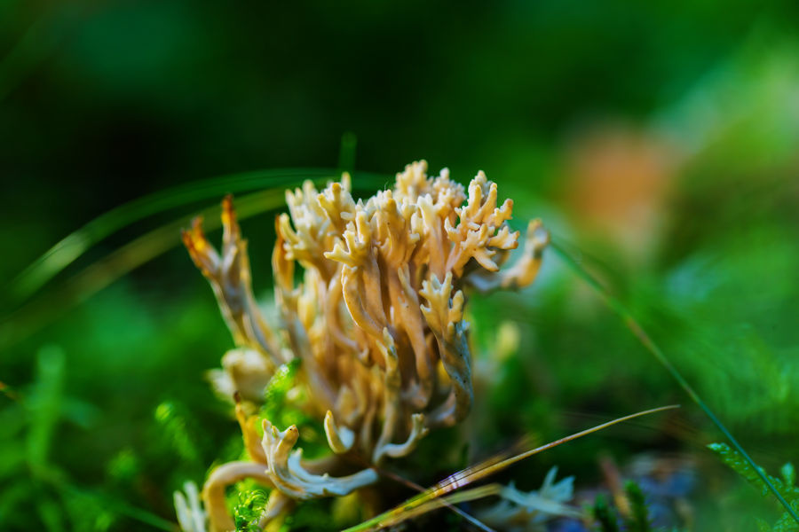 Korallenpilz
