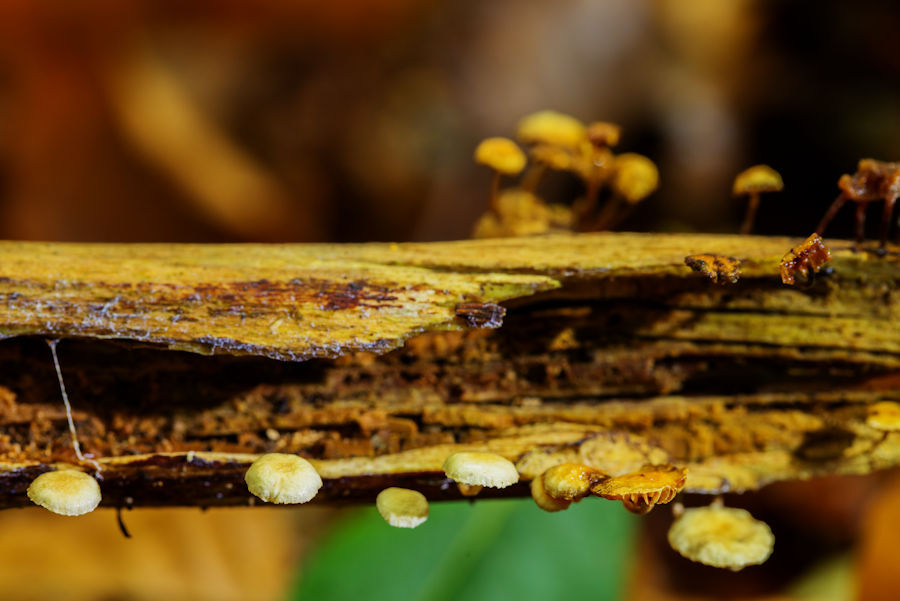 Mini Pilze