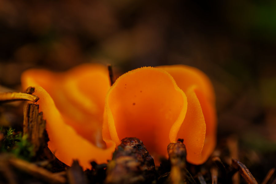 Orangebecherling