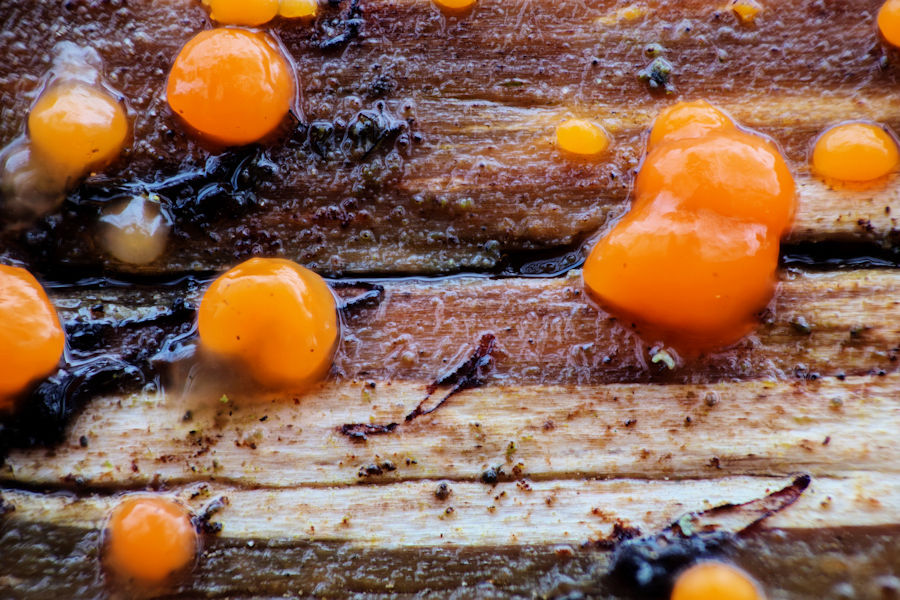 Orangeroter Pustelpilz