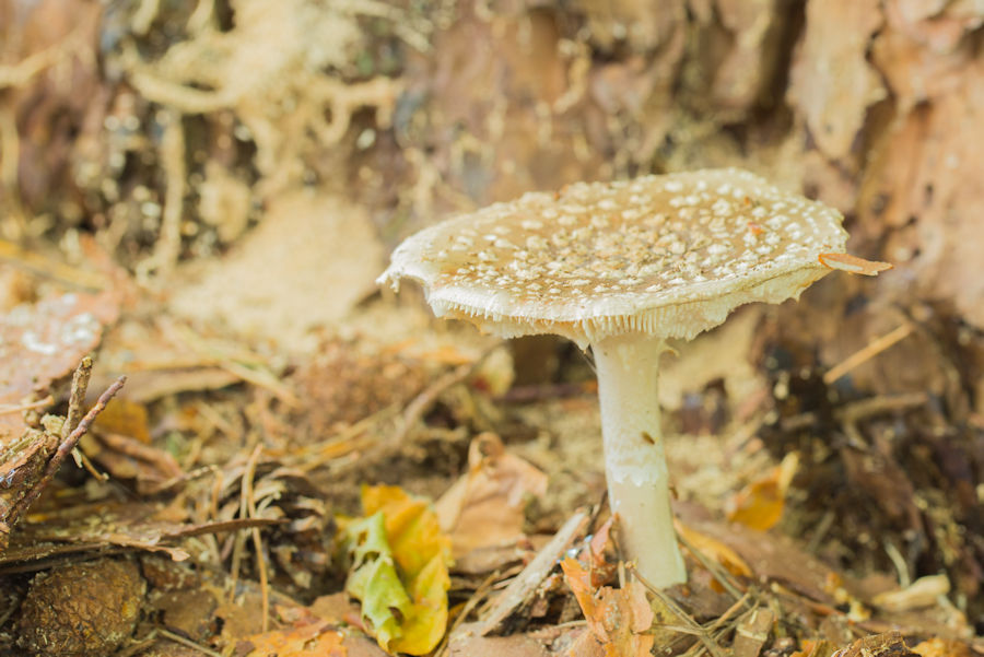 Pantherpilz