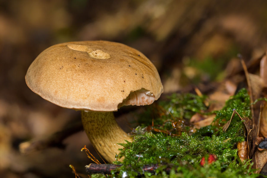 Pilz