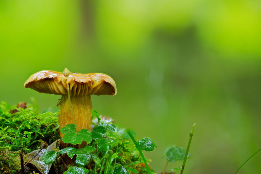 Pilz
