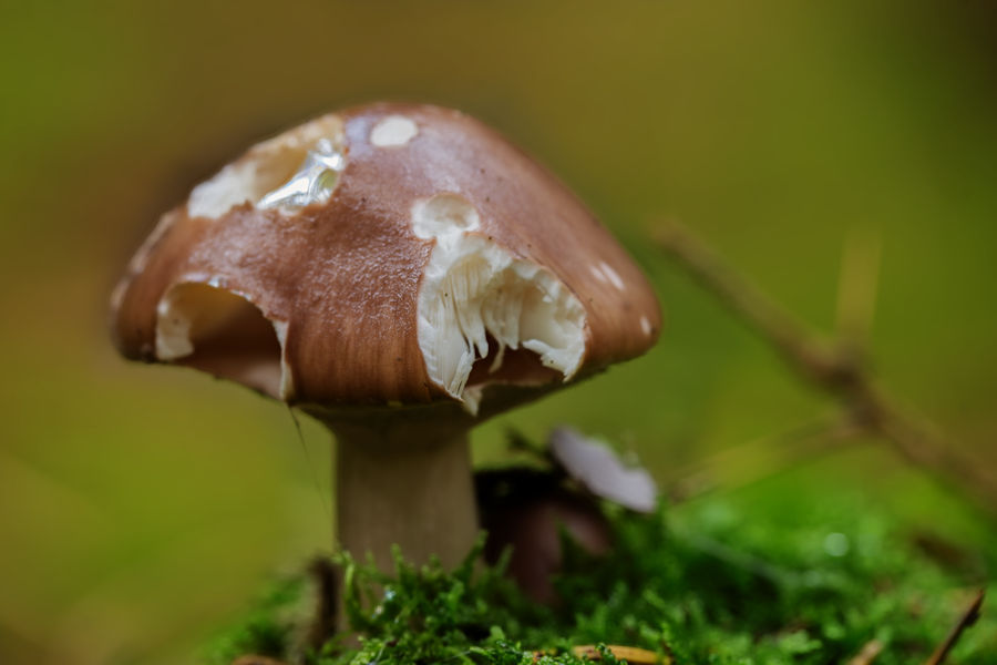 Pilz