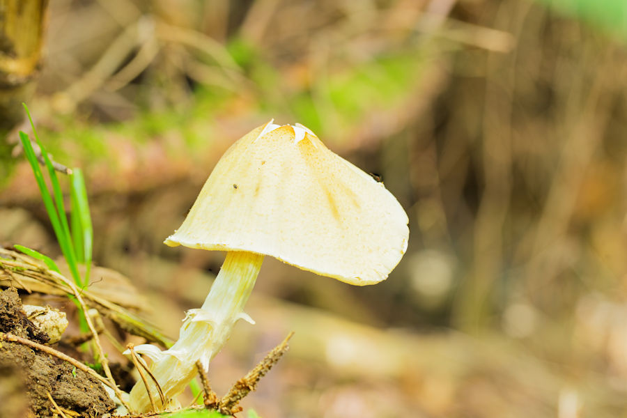 Pilz