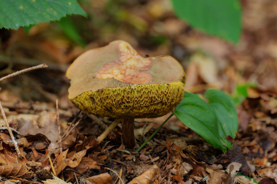 Pilz