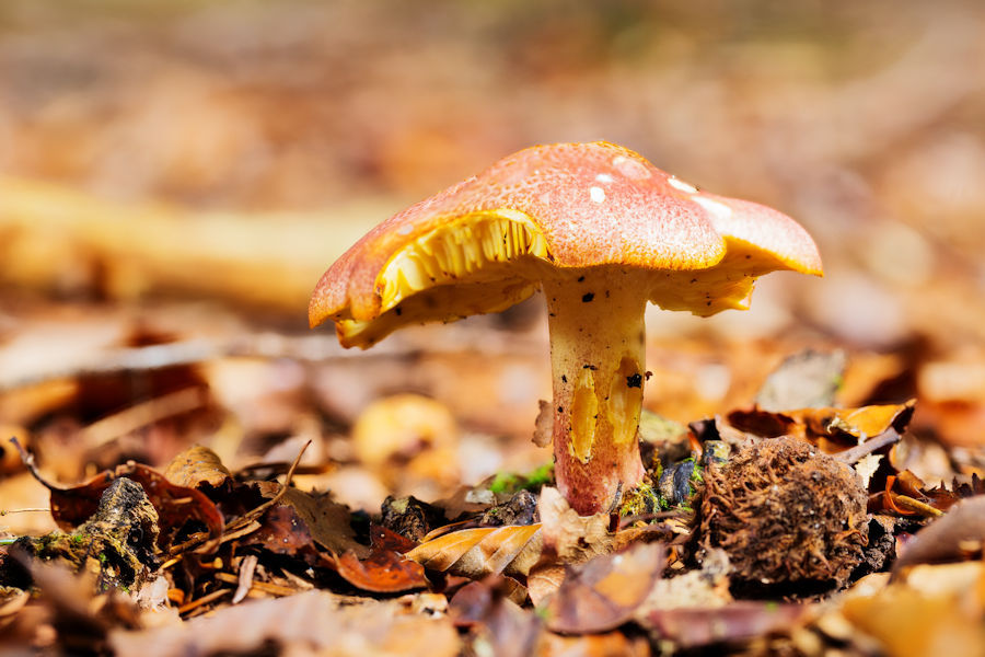 Pilz
