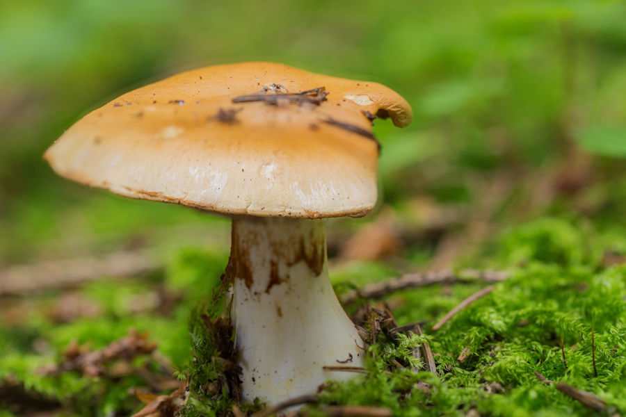 Pilz