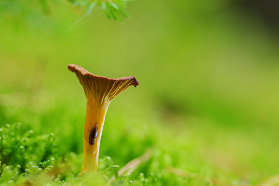 Pilz