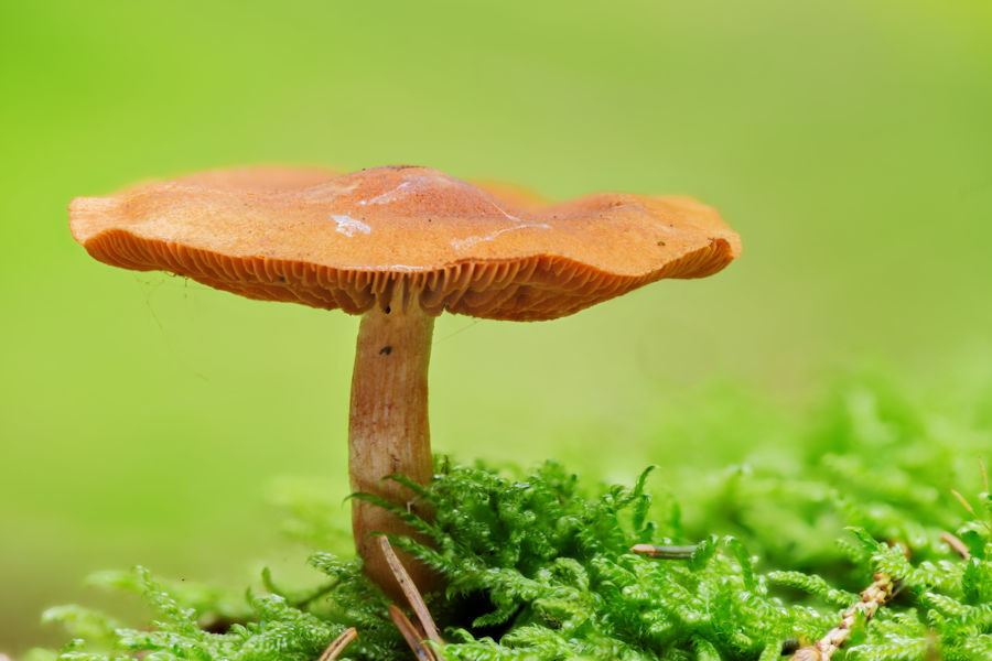 Pilz