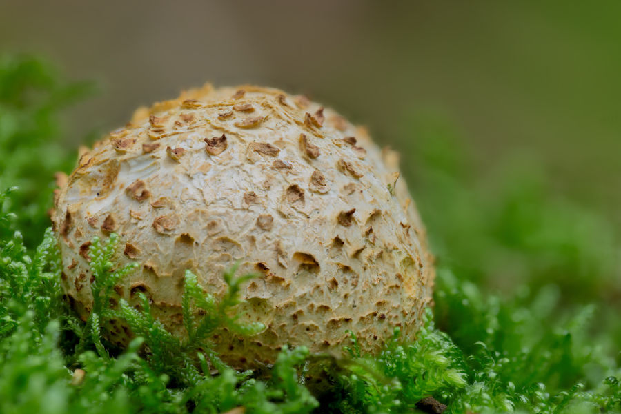 Pilz