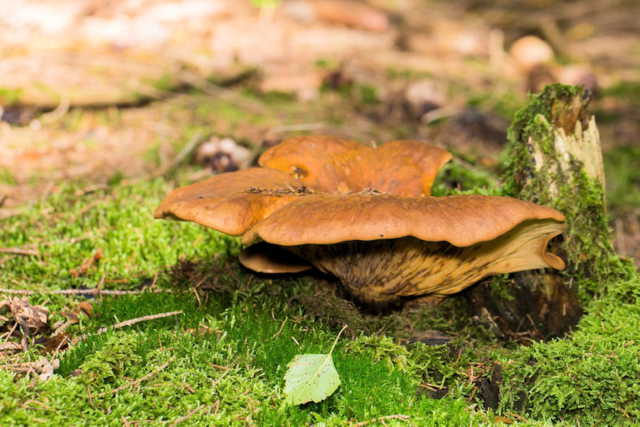 Pilz