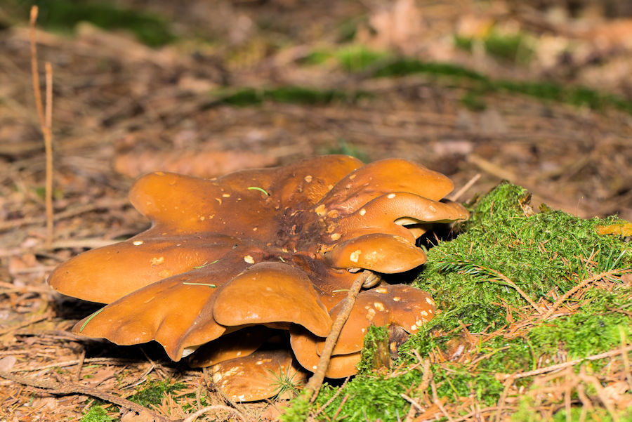 Pilz