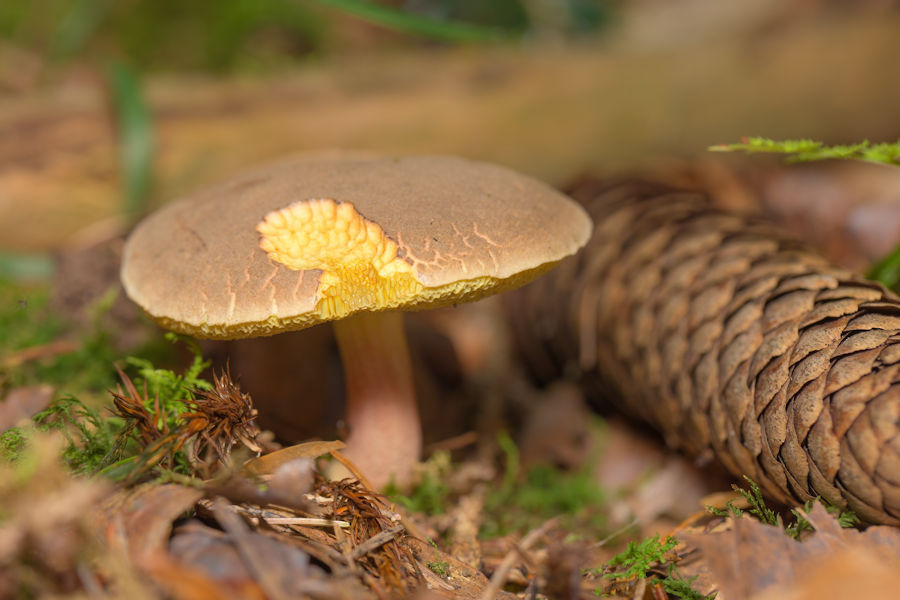 Pilz