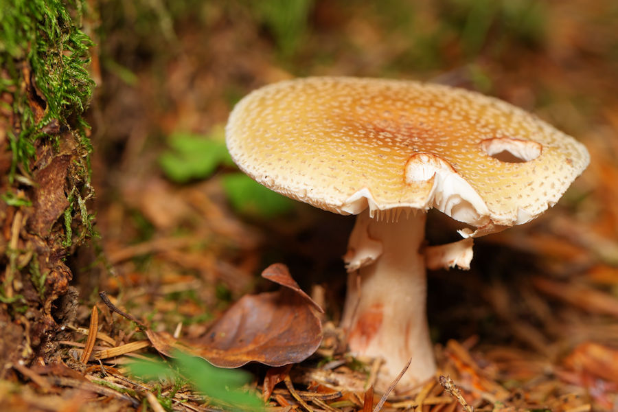 Pilz