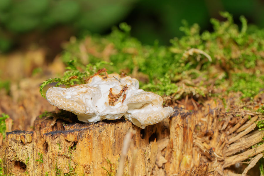 Pilz