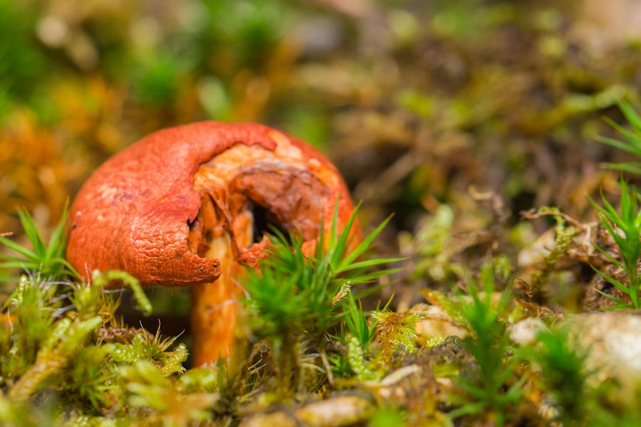 Pilz