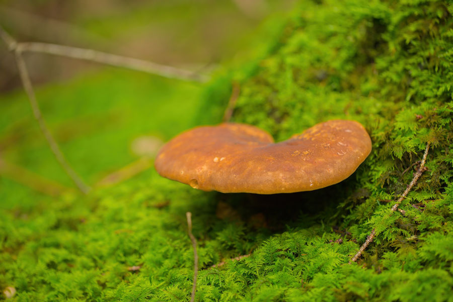 Pilz