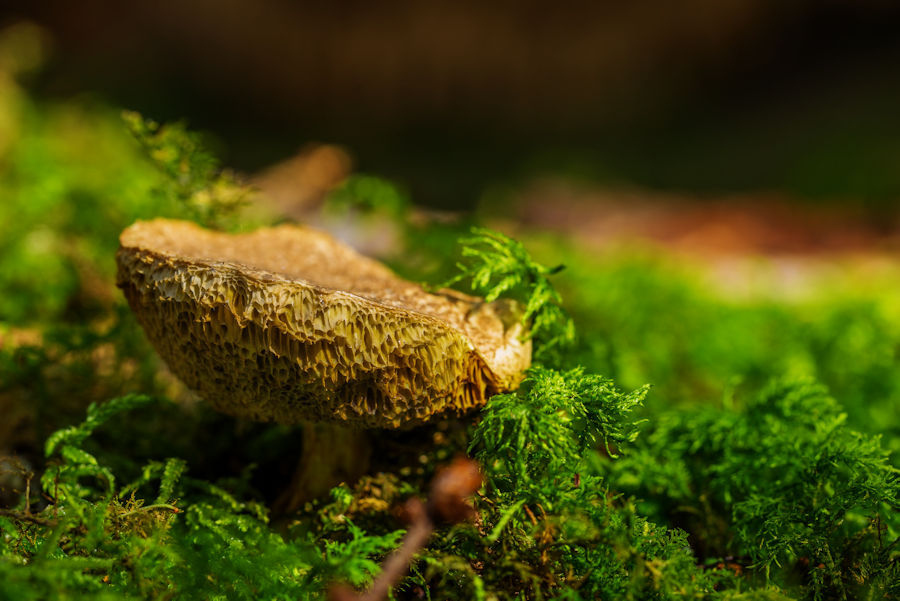 Pilz