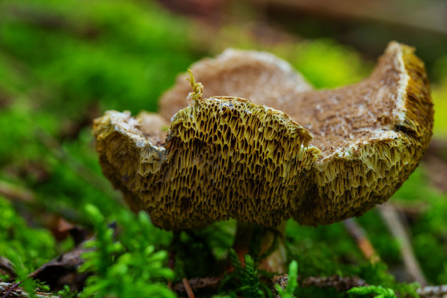 Pilz