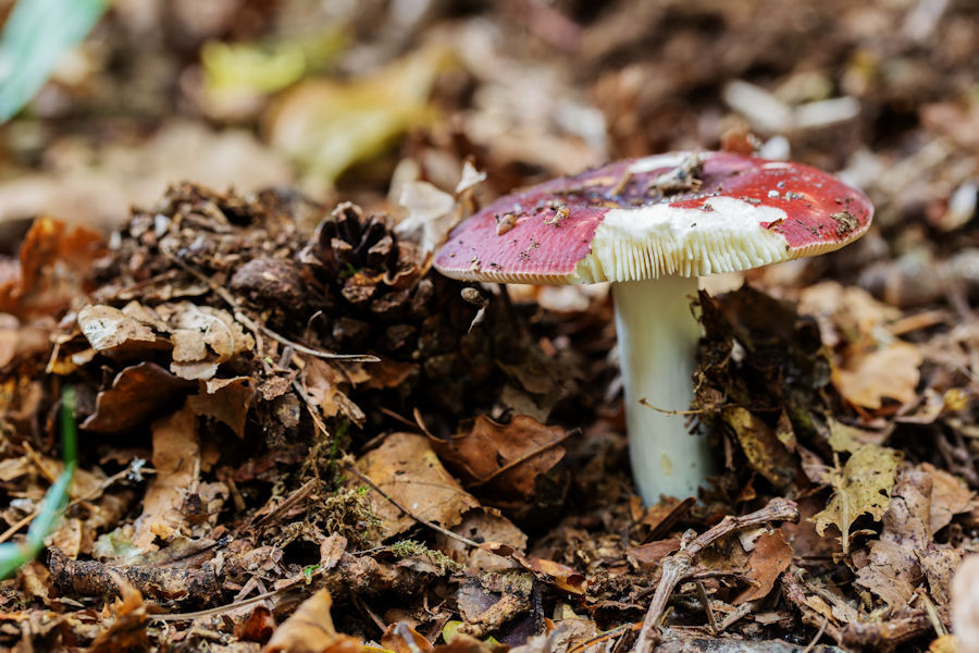 Pilz