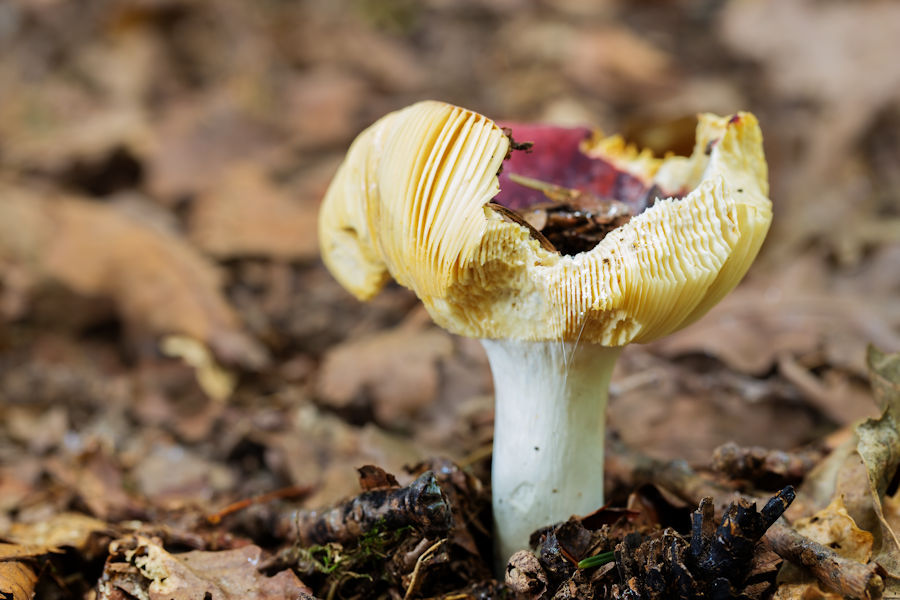 Pilz
