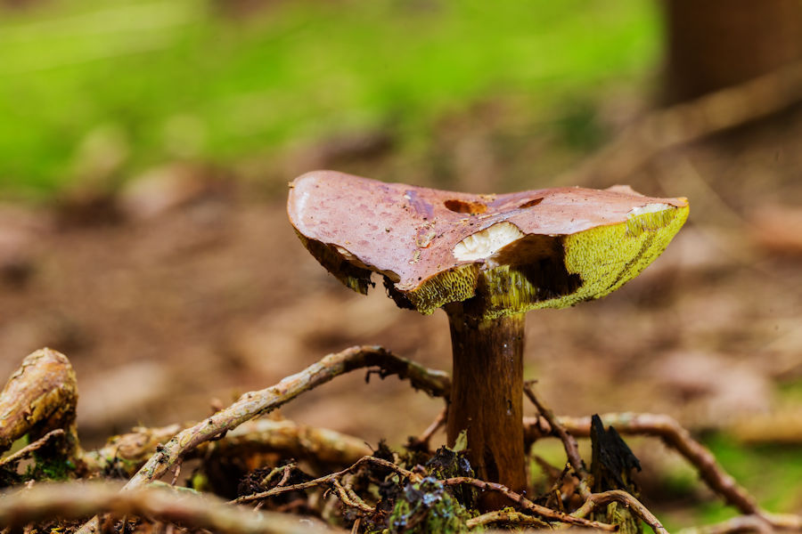 Pilz