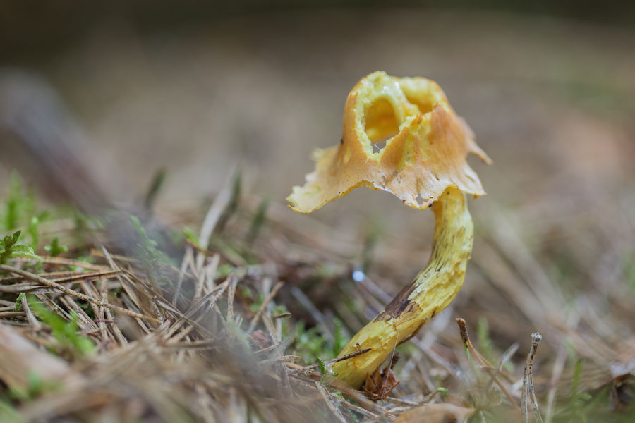 Pilz