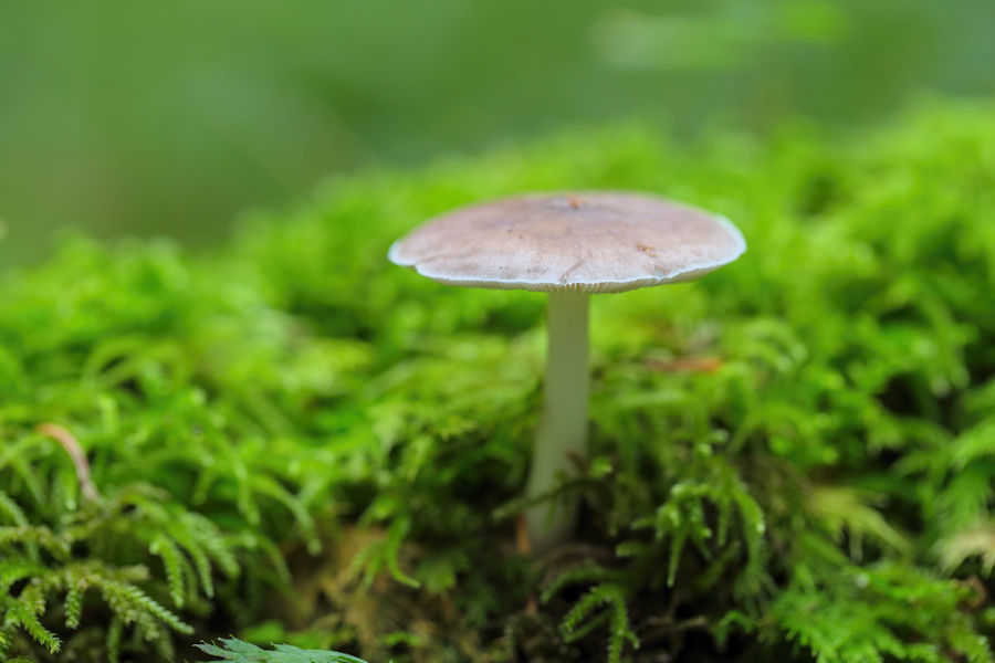 Pilz